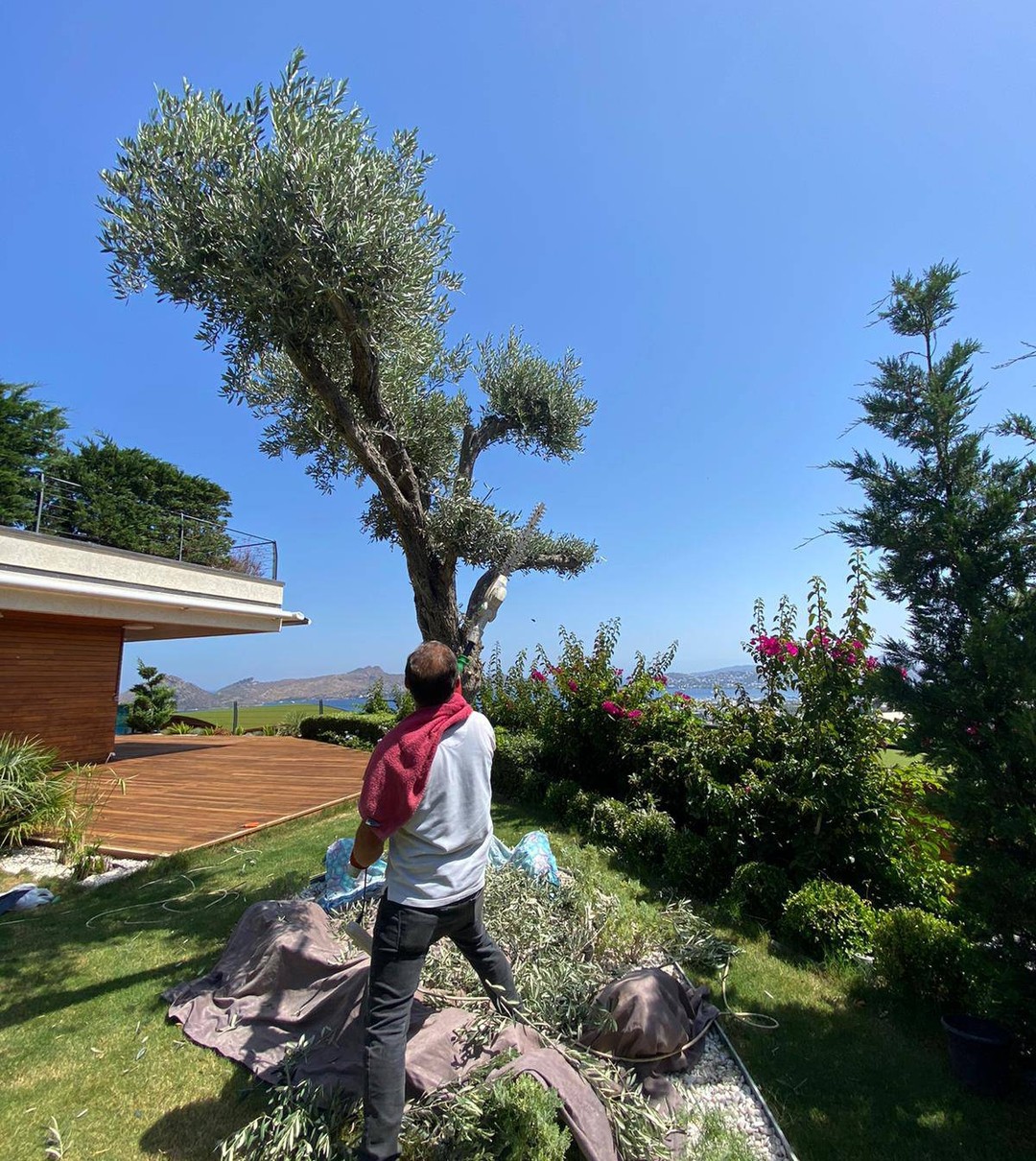 Bodrum peyzaj firmaları, bölgedeki doğal güzellikleri ön plana çıkarmak amacıyla profesyonel peyzaj tasarımı ve uygulama hizmetleri sunmaktadır. Uzman ekibiyle birlikte, her müşterinin ihtiyaçlarına uygun kişiselleştirilmiş çözümler geliştirmektedir. Sürdürülebilir yöntemler ve kaliteli malzemeler kullanarak estetik ve fonksiyonel yaşam alanları yaratmayı hedefler. Müşteri memnuniyetini ön planda tutarak, projelerin her aşamasında etkili iletişim ve destek sağlamaktadır.